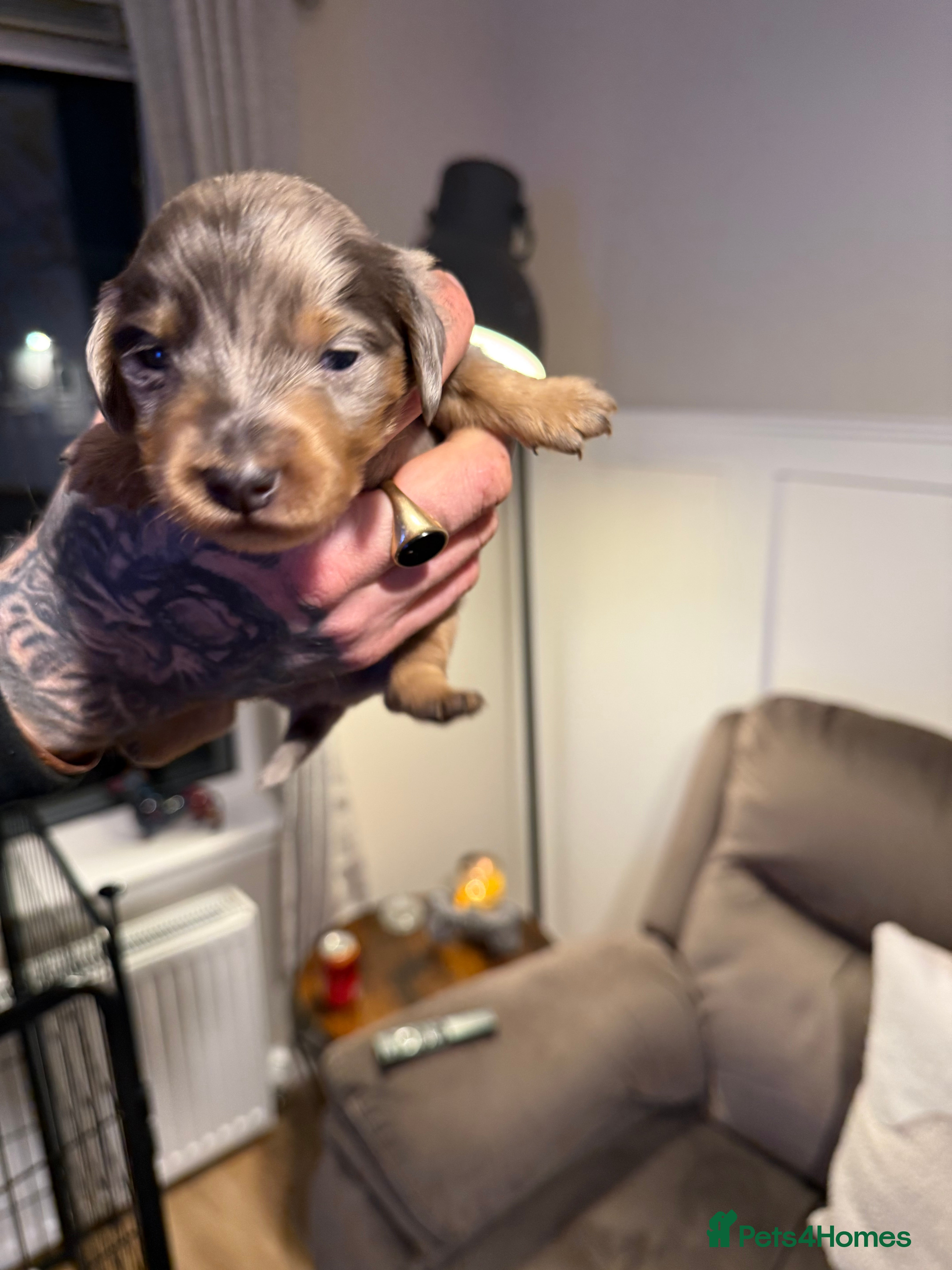 Miniature Dachshund dogs Miniature Dachshunds  - Advert 6