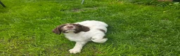 English Springer Spaniel dogs for sale: Kc reg ready now. English springer spaniel puppies - Advert 7