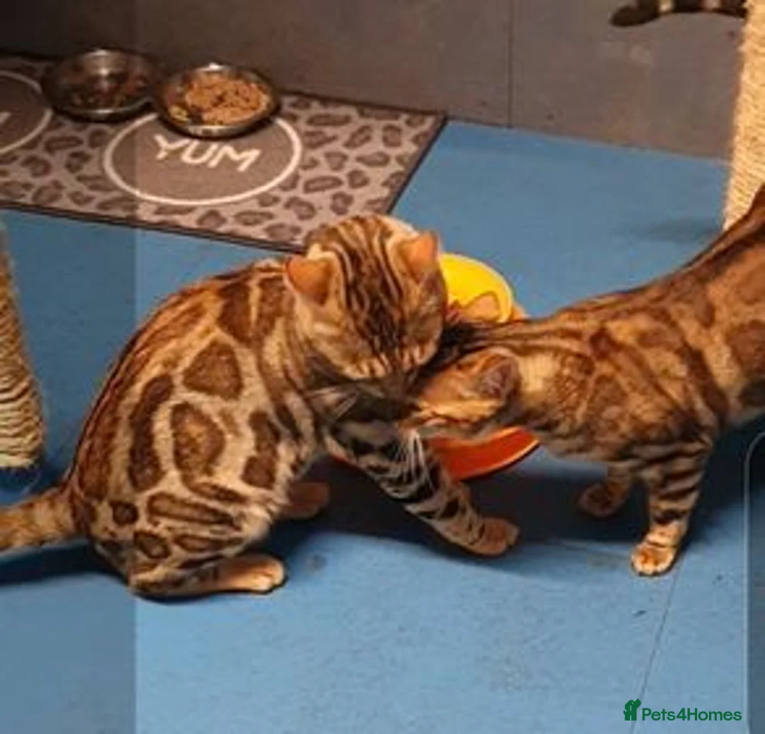 Bengal cats for stud: Quality T.I.C.A reg Bengal for stud SCOTLAND - Advert 10