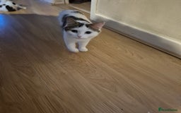 Mixed Breed cats for sale: Kittens for sale - Image 8