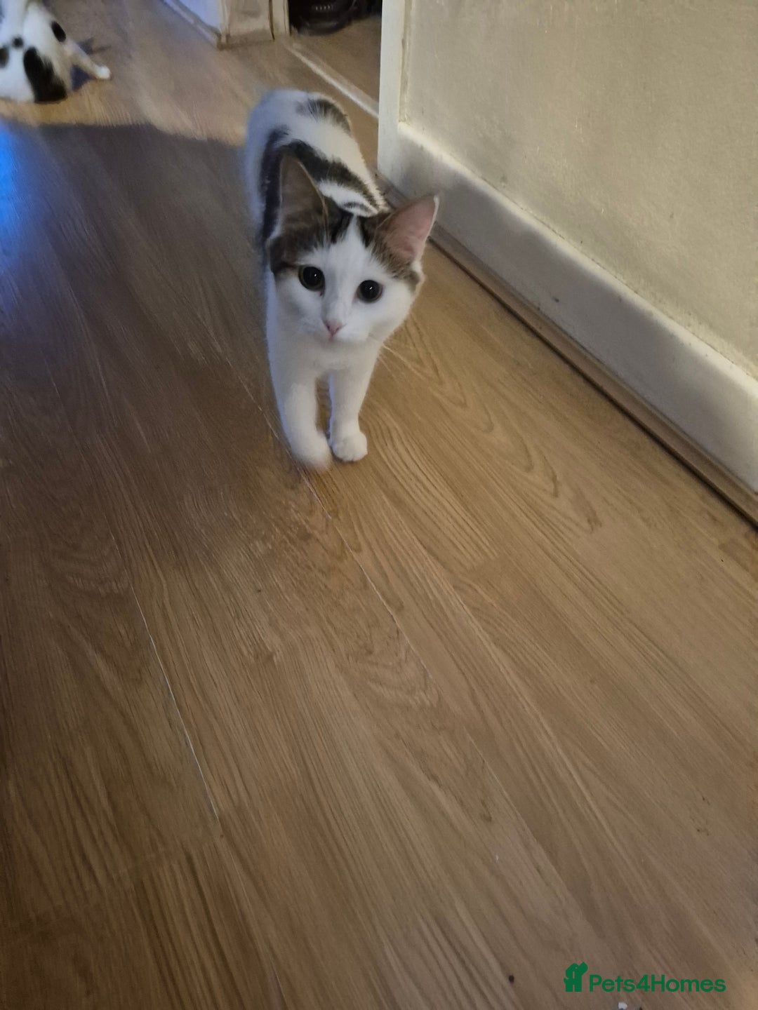 Mixed Breed cats for sale: Kittens for sale - Image 8