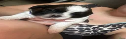 Shih Tzu dogs for sale: Beautiful shih tzu puppies 🥹🐾 - Advert 8