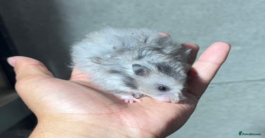 Hamster rodents - Advert 8