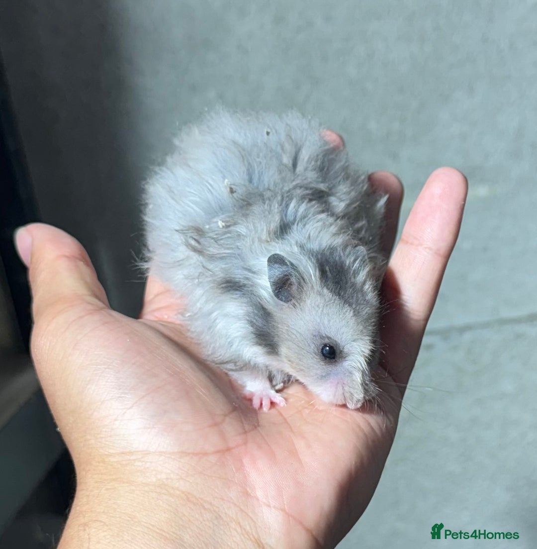 Hamster rodents for sale: STUNNING, TAME, PEDIGREE BABY SYRIAN HAMSTER - Image 7