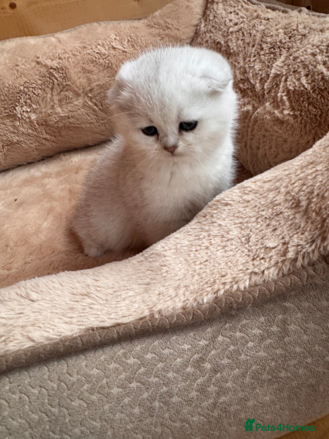 Scottish Fold cats for sale: Beautiful Silver & White Scottish Fold Kittens  - Advert 6