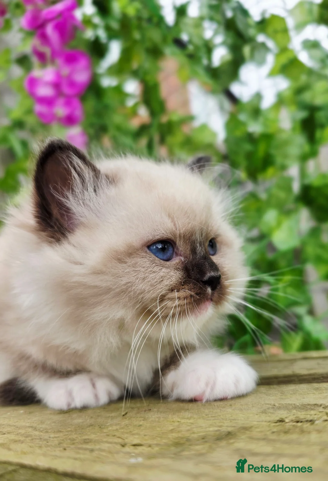Ragdoll cats for sale: 5 amazing European babies.  Tica registered  - Advert 8