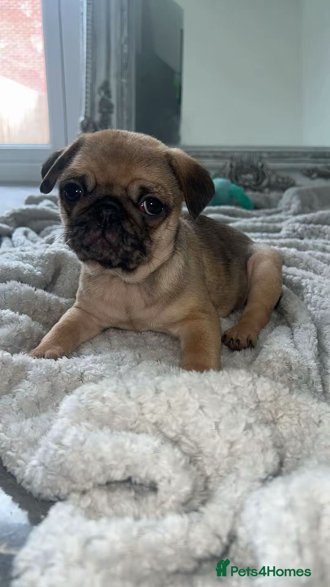 Pug dogs for sale: PUG PUPPYS READY TO GO !!!! - Advert 8