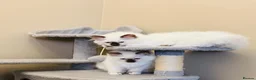 Ragdoll cats for sale: Ragdoll kittens  - Advert 18