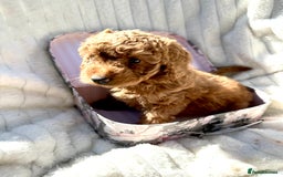 Cockapoo dogs for sale: Mini Cockapoo Puppies Kent - Image 29