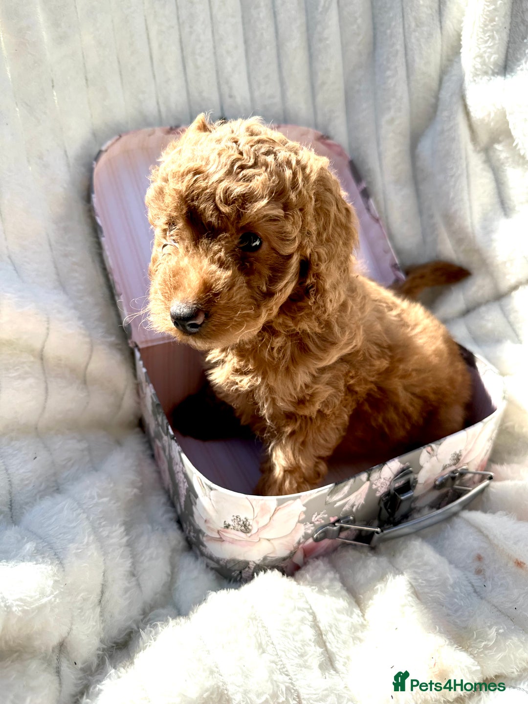 Cockapoo dogs for sale: Mini Cockapoo Puppies Kent - Image 29
