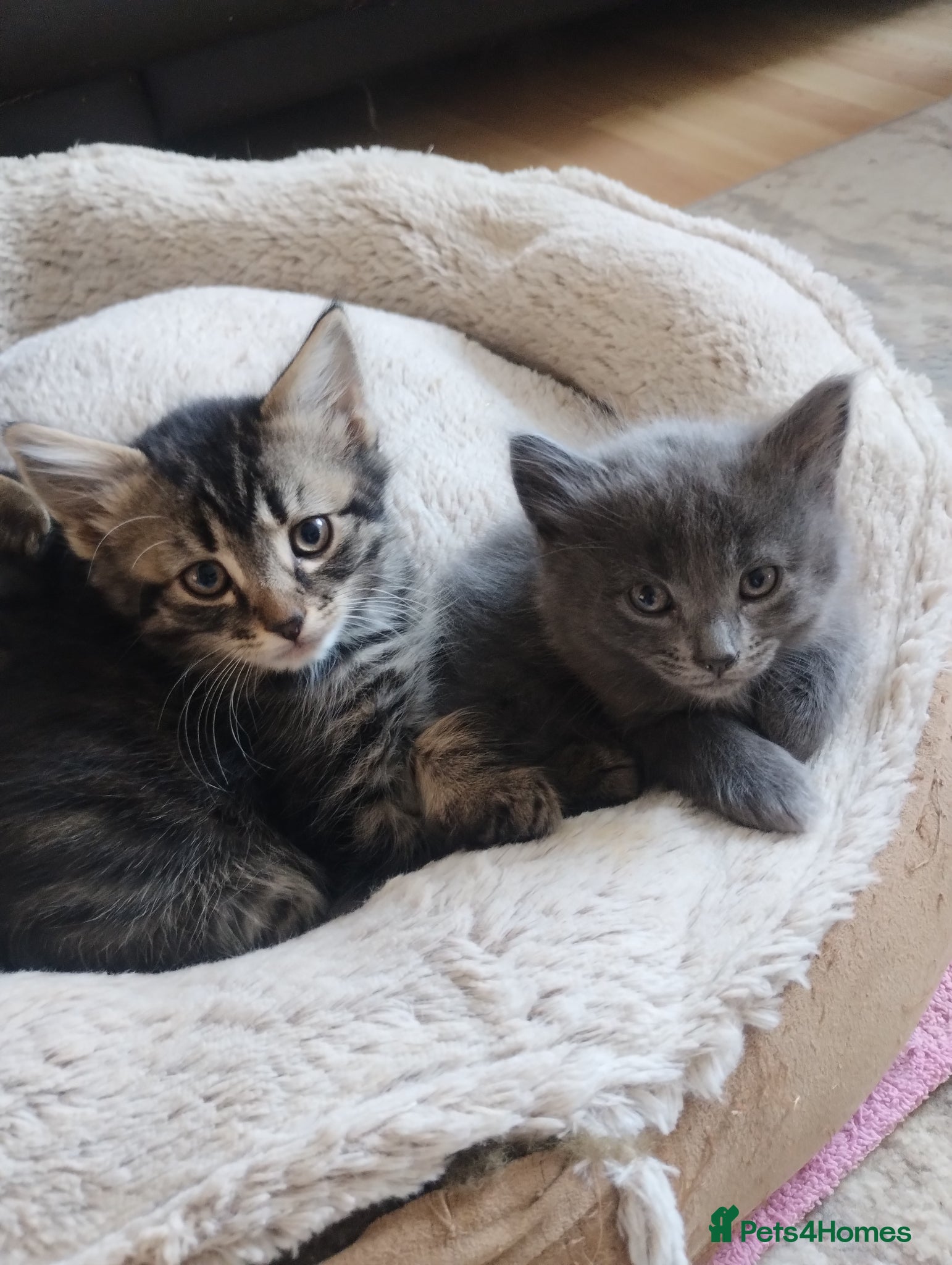 Mixed Breed cats Beautiful litter of kittens , ready to leave now  - Advert 12