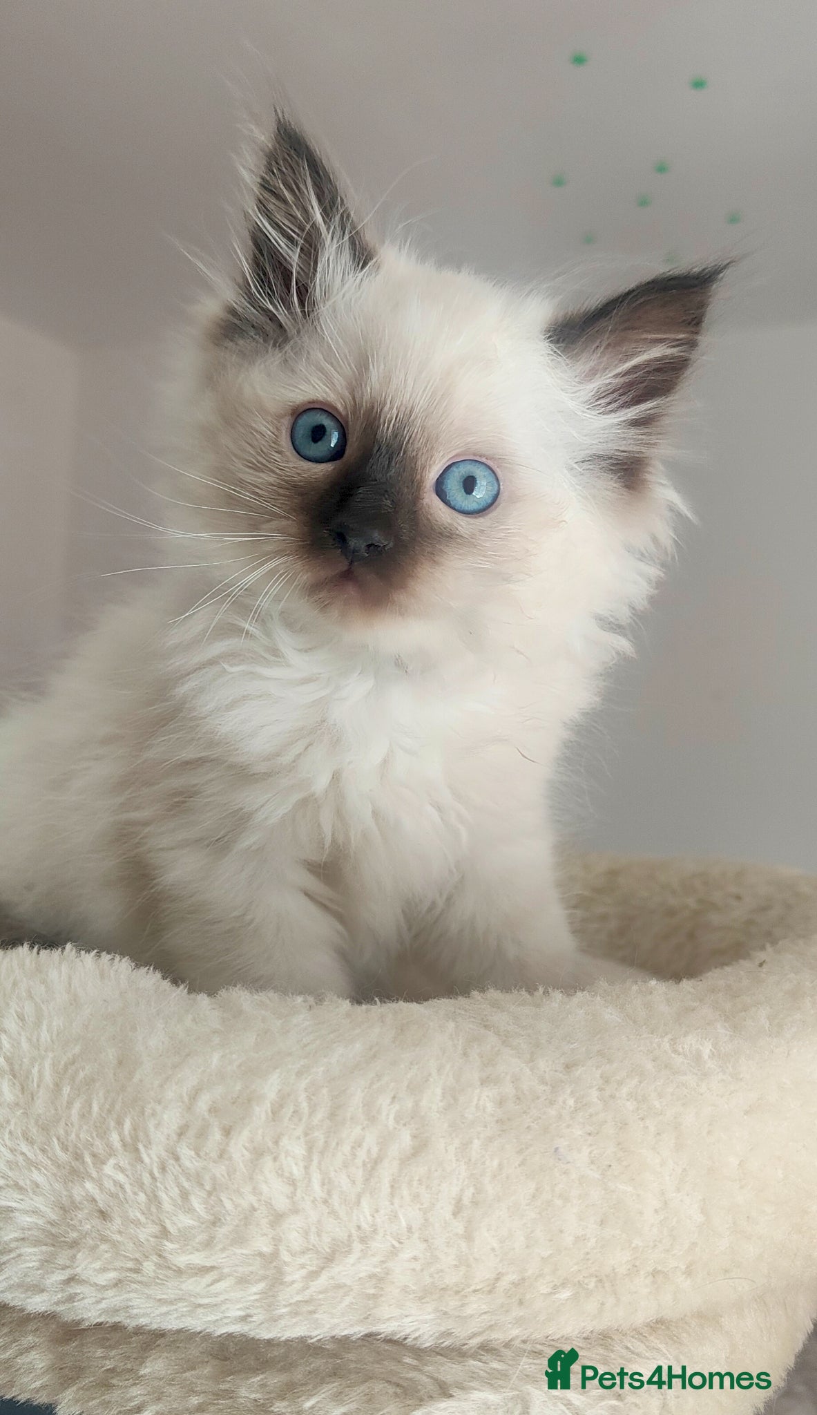 Ragdoll cats Stunning Ragdoll Kittens Looking for Forever Homes - Advert 11
