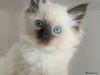 Ragdoll cats Stunning Ragdoll Kittens Looking for Forever Homes - Advert 1