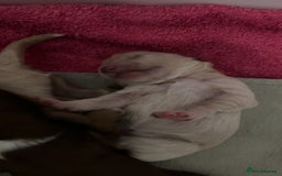 Maltipoo dogs for sale: Maltipoo puppies - Image 3