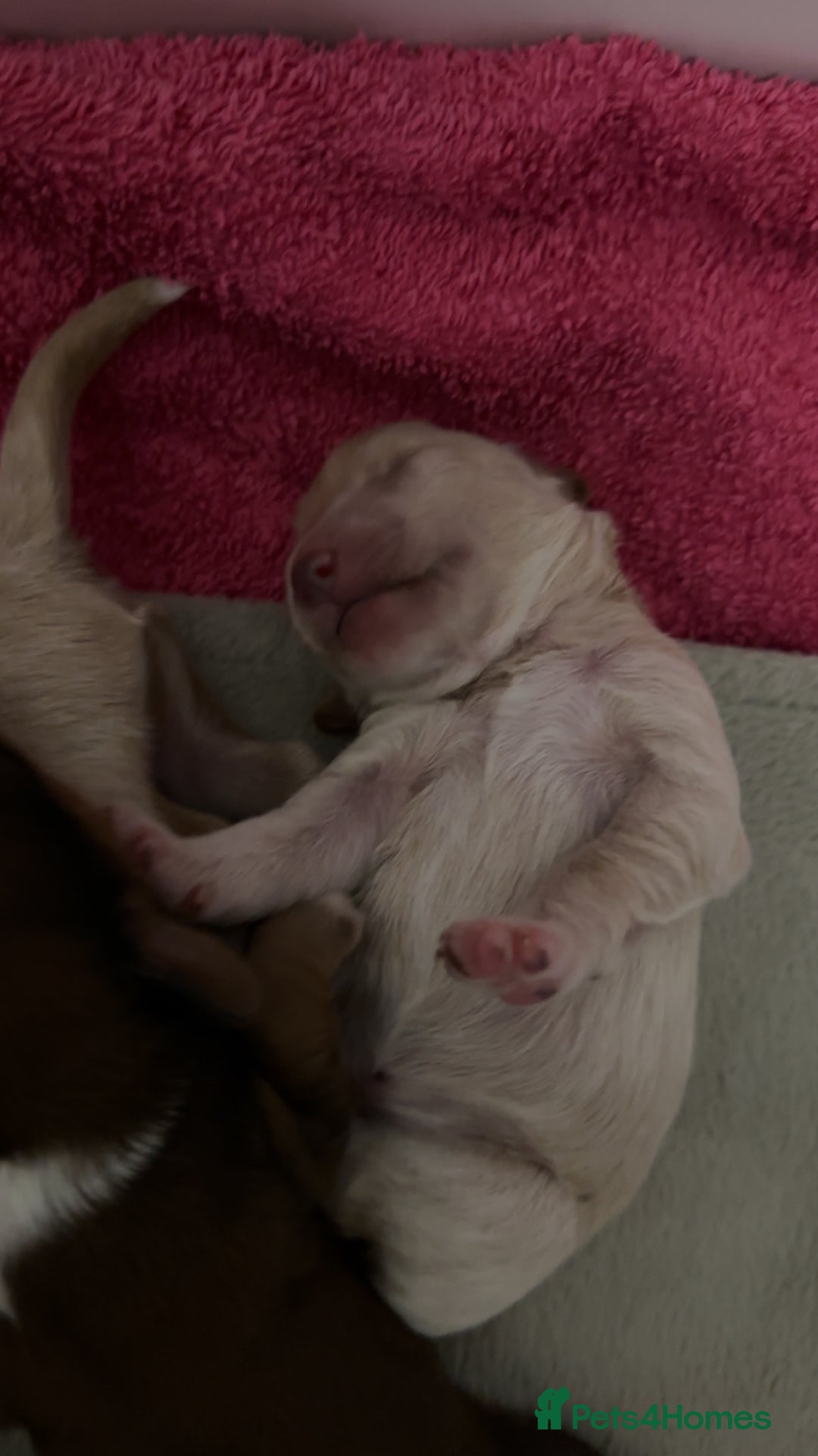 Maltipoo dogs for sale: Maltipoo puppies - Image 3