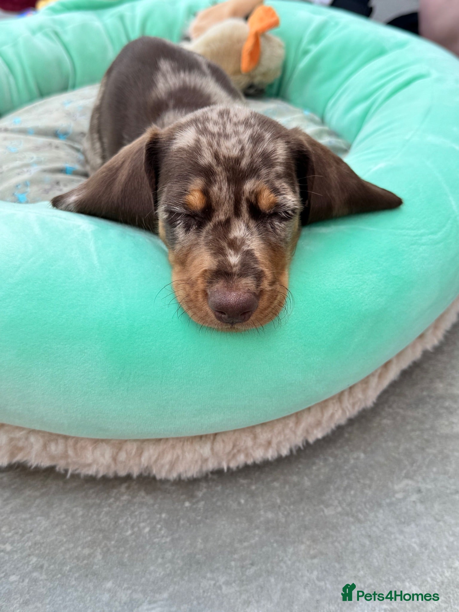 Miniature Dachshund dogs Beautiful Chocolate Dapple Boy  - Advert 3