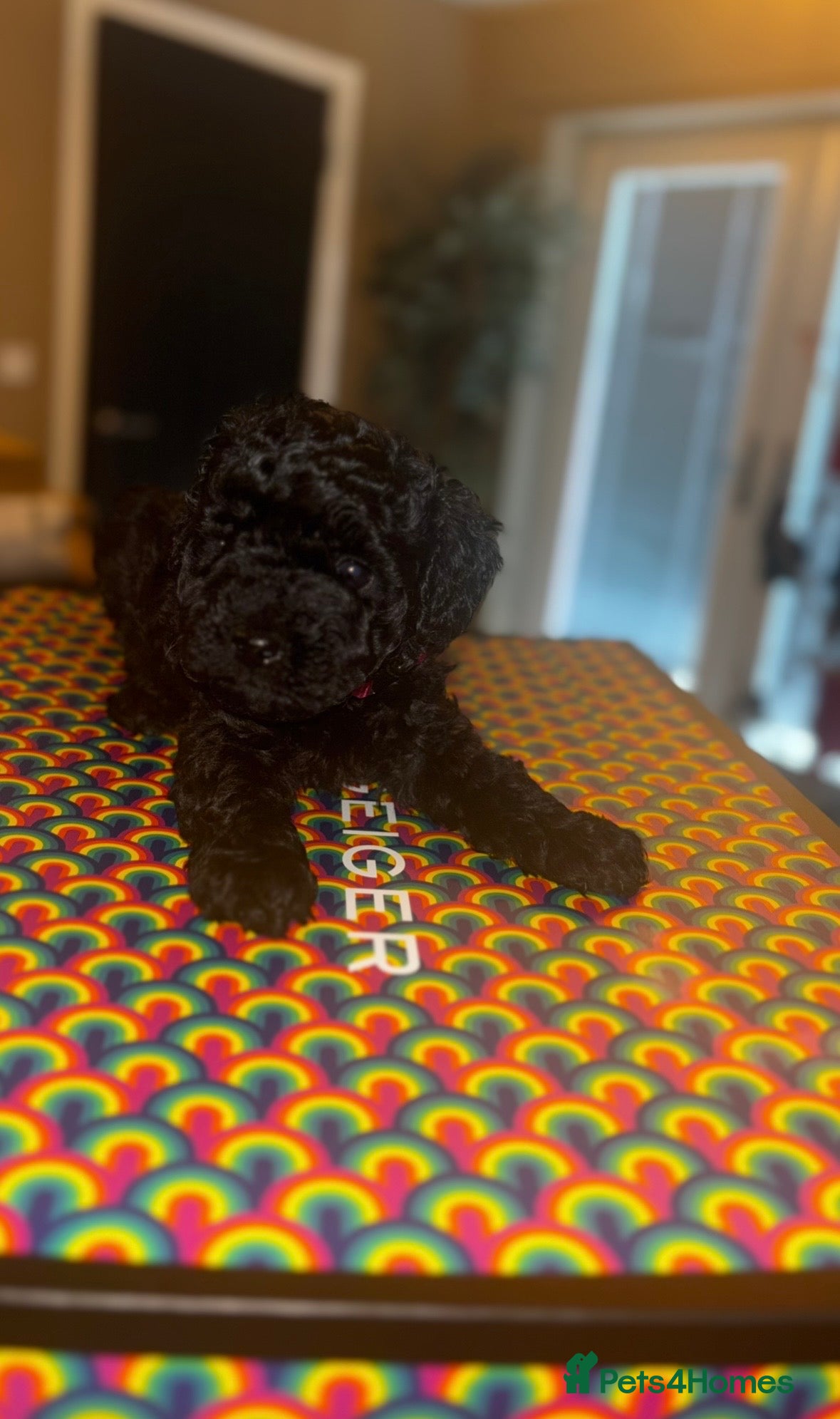 Cavapoo dogs **Last Two** F1b Toy Cavapoo pups - Advert 11