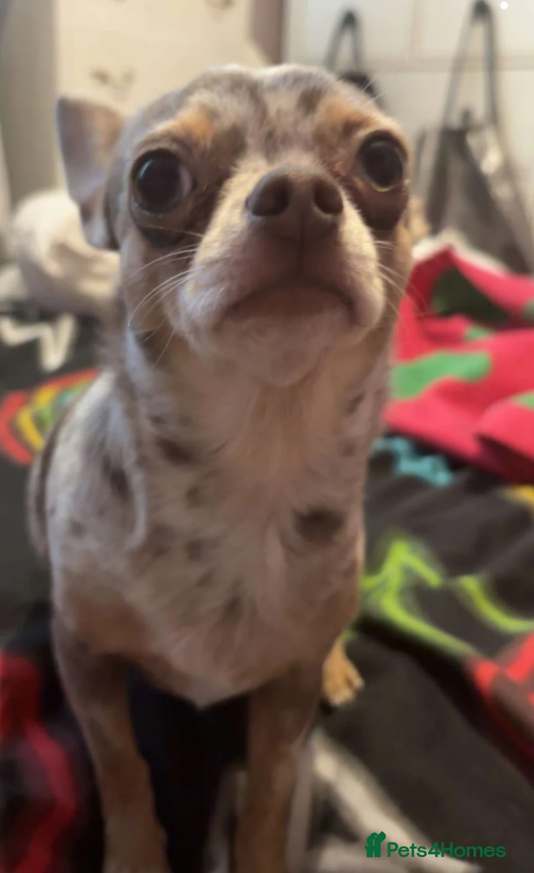 Chihuahua dogs for sale: Chiuahuah pups......lilac merle, fawn, white brown - Advert 1