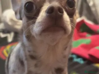 Chihuahua dogs Chiuahuah pups......lilac merle, fawn, white brown - Advert 1