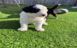 Sheepadoodle dogs for sale: Sheepadoodle Puppies -4 Female, 3 Male - Image 24