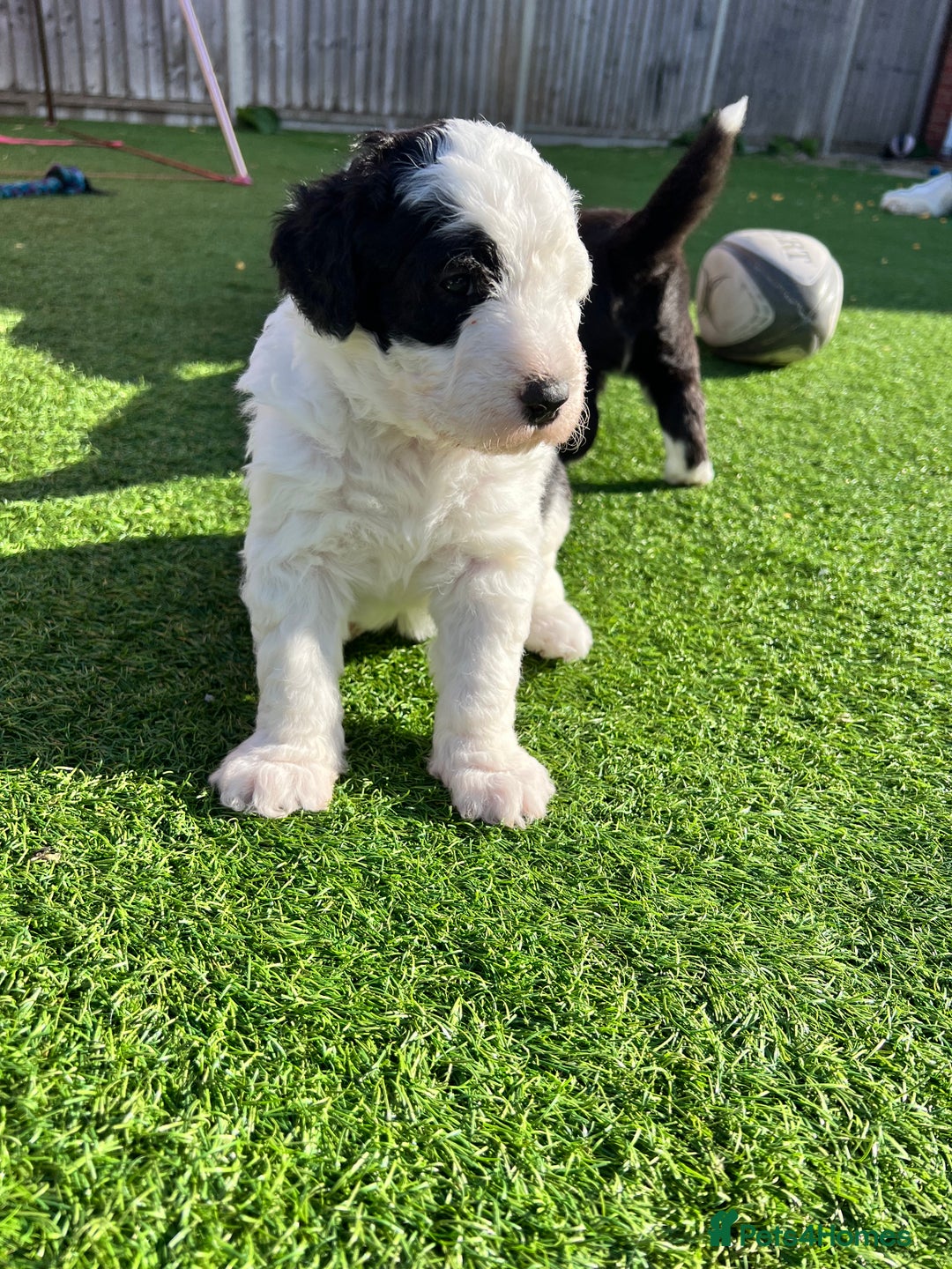 Sheepadoodle dogs for sale: Sheepadoodle Puppies -4 Female, 3 Male - Image 24