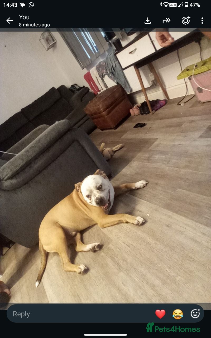 Mixed Breed dogs English bull dog cross staffie - Advert 9