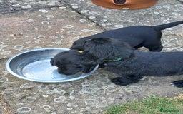 Sprocker dogs for sale: Sprocker puppies ready for new adventures! - Image 15