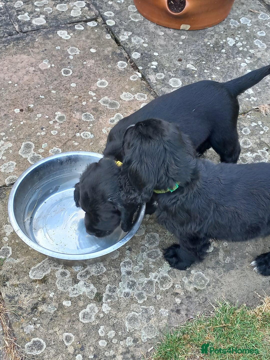 Sprocker dogs for sale: Sprocker puppies ready for new adventures! - Image 15