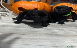 Staffordshire Bull Terrier dogs for sale: Staffys Puppies   25+ Champions ( Show Quality ) - Advert 13