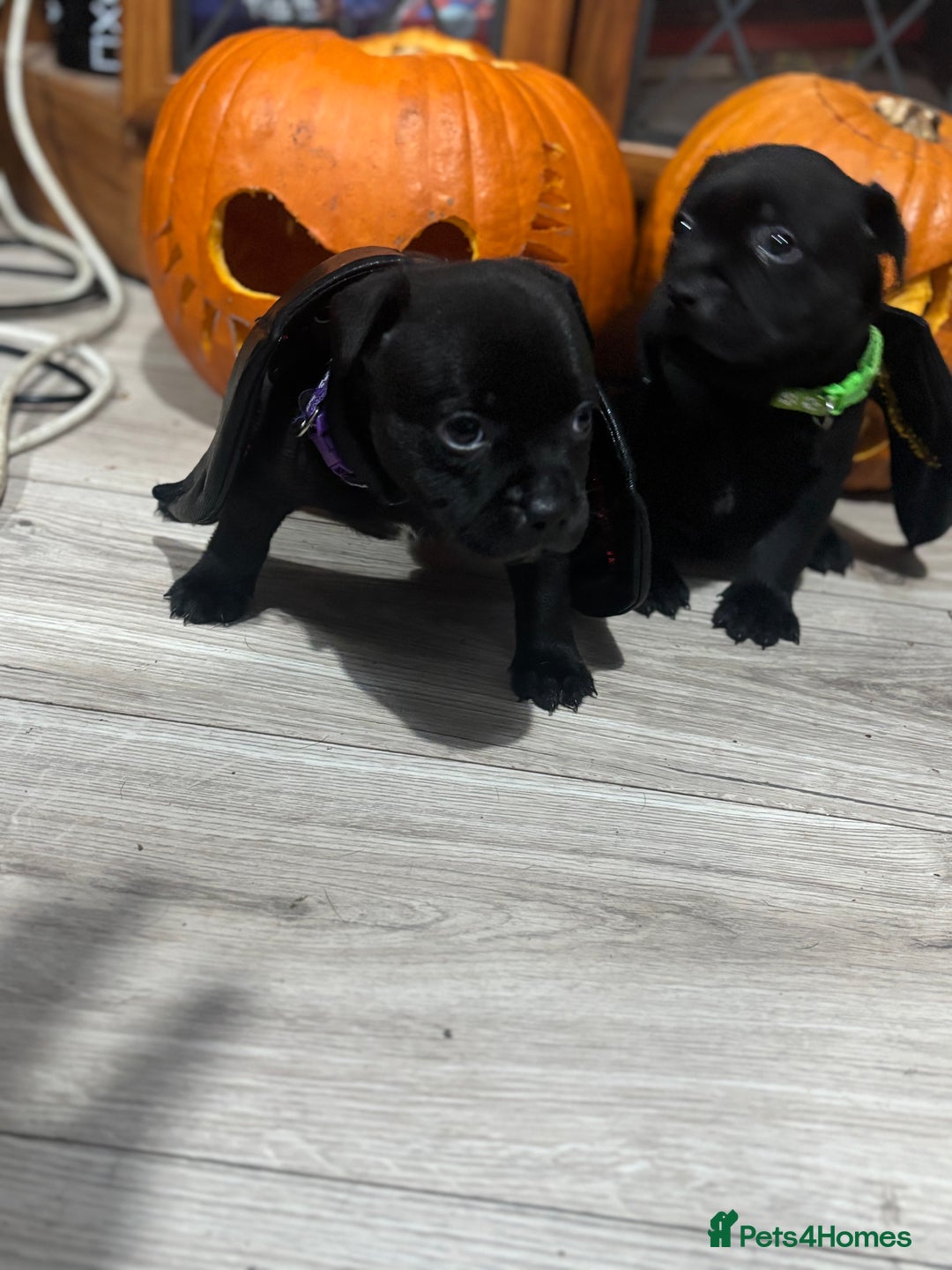 Staffordshire Bull Terrier dogs for sale: Staffys Puppies   25+ Champions ( Show Quality ) - Advert 13