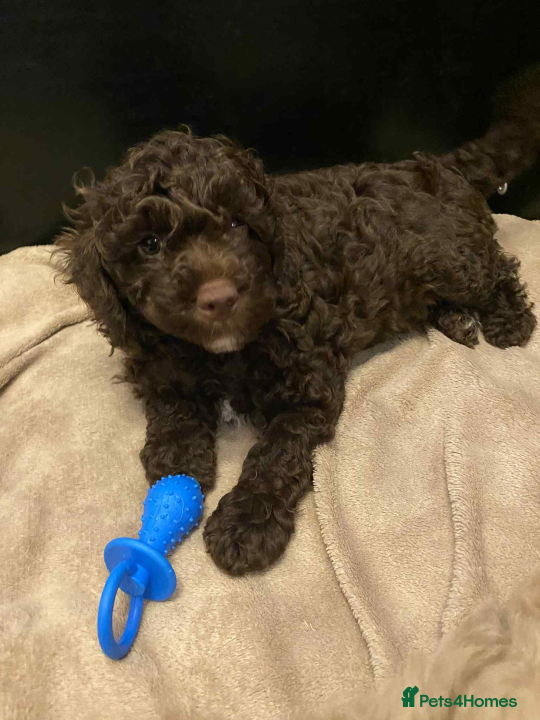 Labradoodle dogs for sale: Stunning F3 miniature labradoodles!  - Advert 2