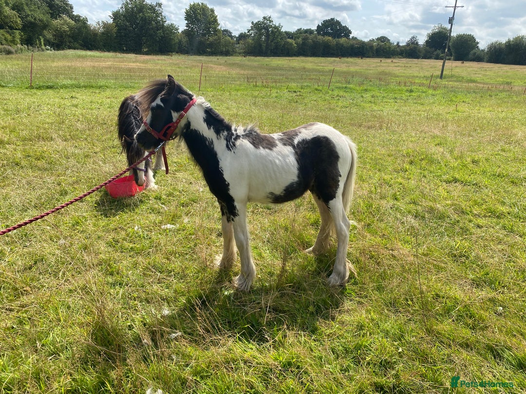 Other Breed horses for sale: Choppa - Image 1
