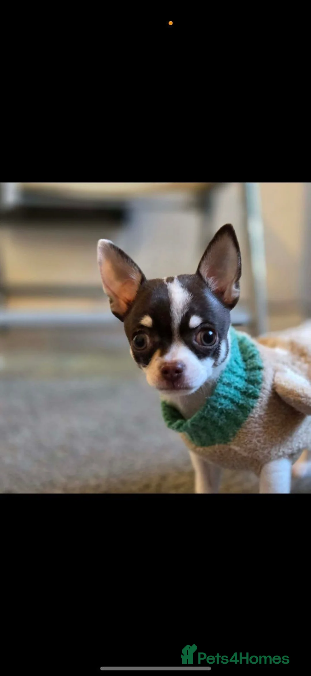 Chihuahua dogs for sale: Benji in Manchester - Advert 6