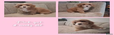 Pink girl