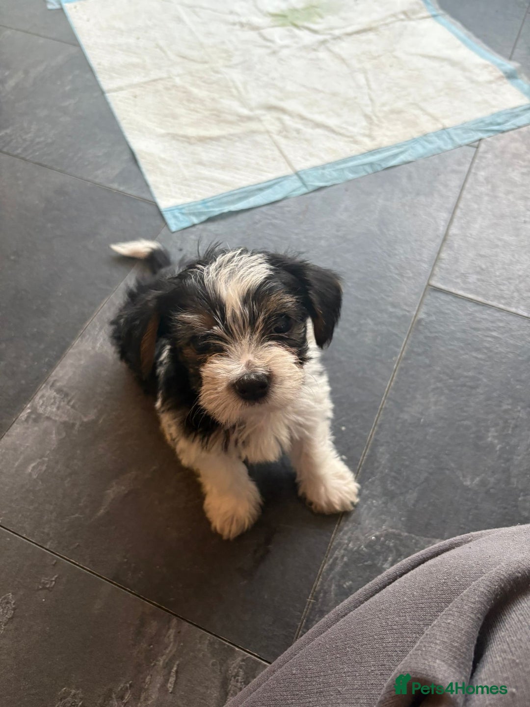 Yorkshire Terrier dogs for sale: Yorkshire terrier  - Image 2
