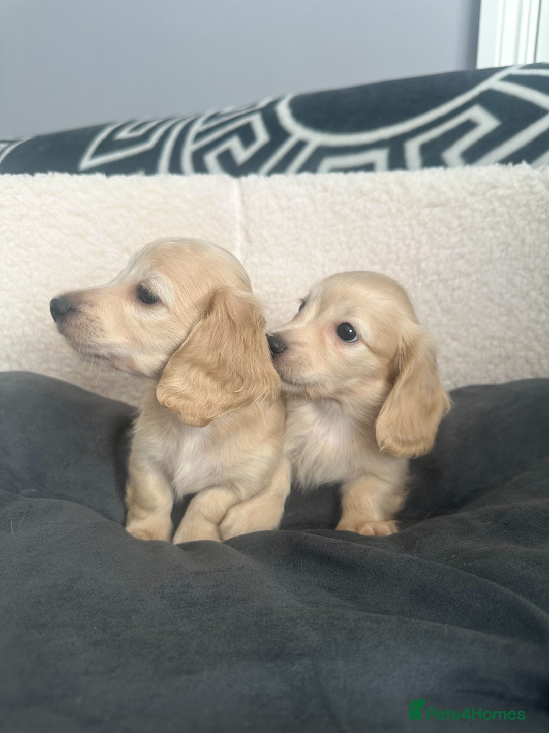 Miniature Dachshund dogs for sale: 2 male longhaired cream mini dachshunds. - Image 3