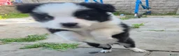 Border Collie dogs for sale: ​Border Collie Pups: Rare Slate Merle & B/W - Advert 11