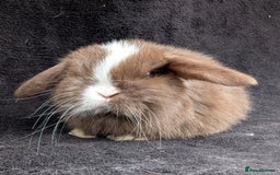 Mini Lop rabbits for sale: ❤️🐰Mini lop bunnies🐰❤️ - Image 10
