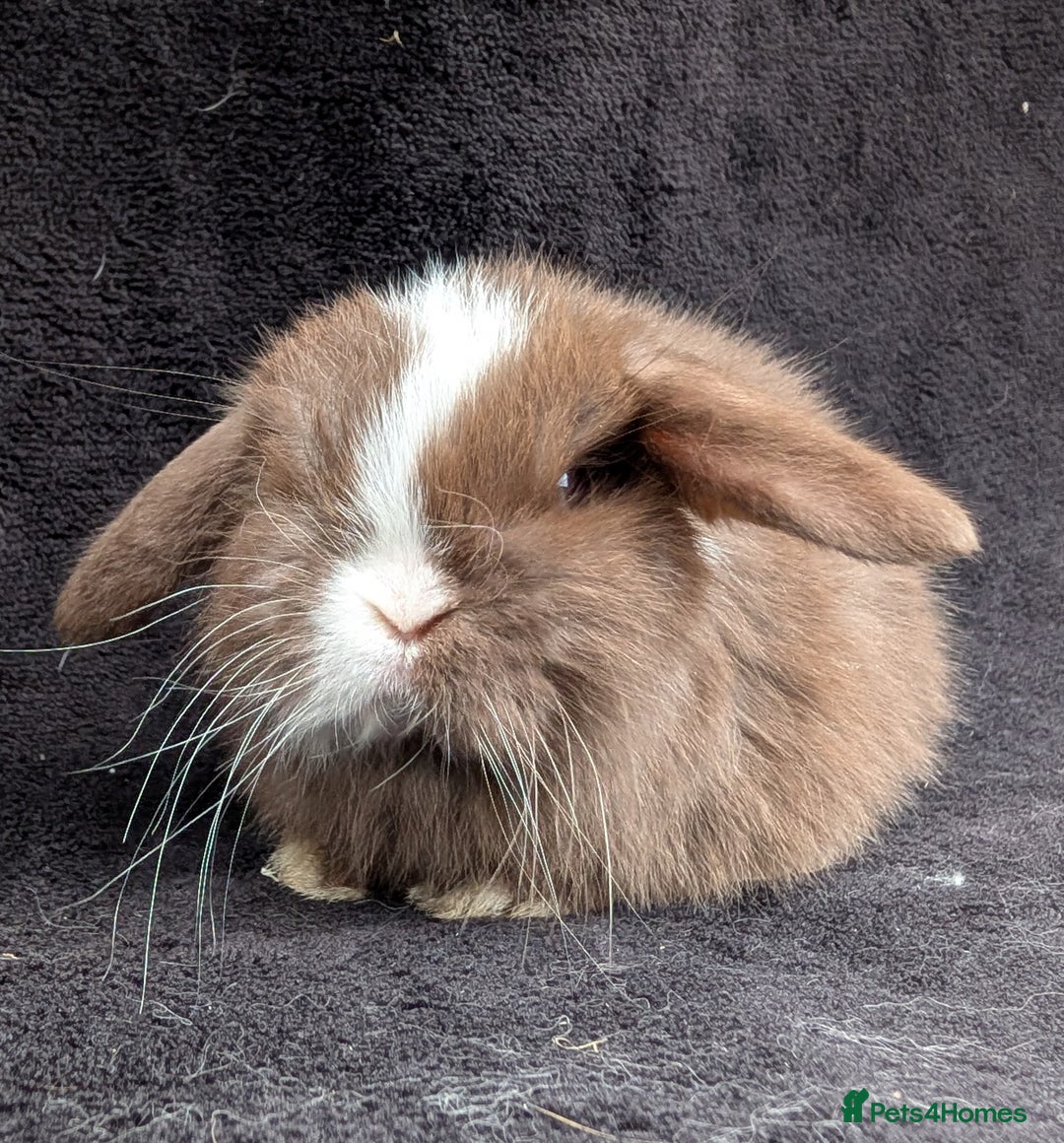 Mini Lop rabbits for sale: ❤️🐰Mini lop bunnies🐰❤️ - Image 10