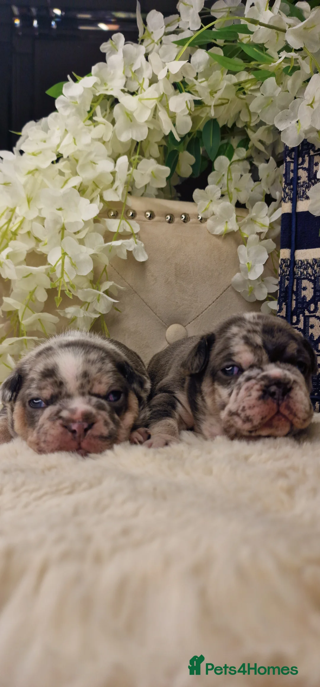 French Bulldog dogs for sale: 💥👀 NEW SHADE ISABELLA, MERLE TRI LILAC   - Advert 2