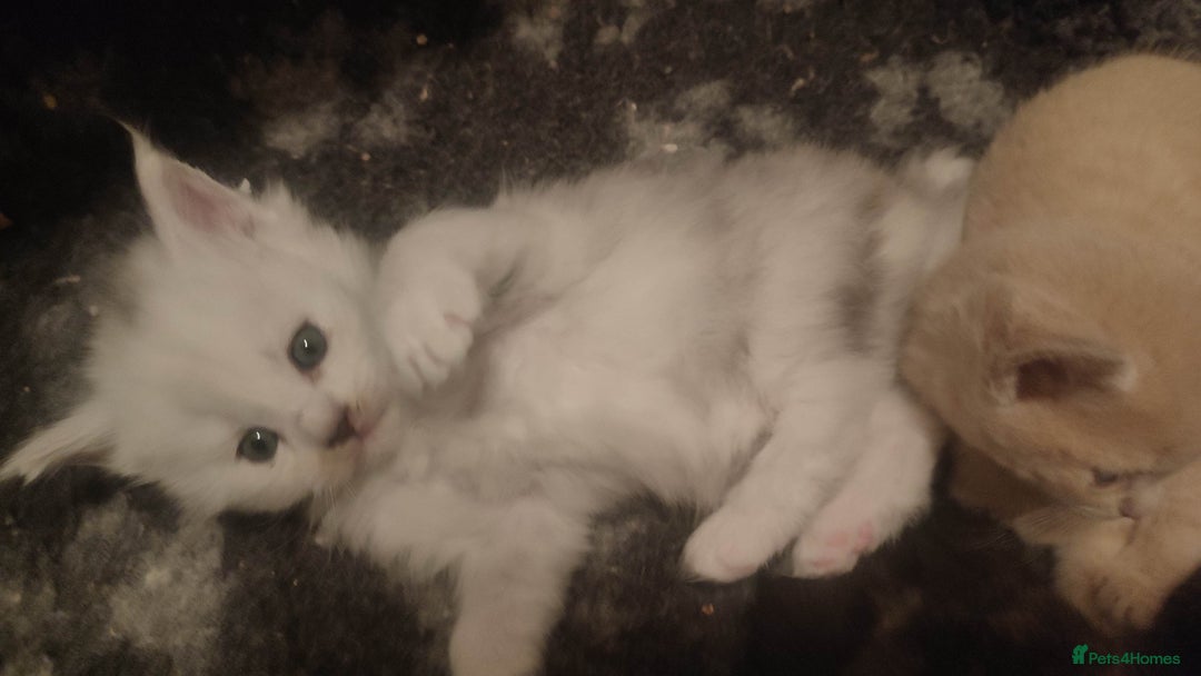 Maine Coon cats for sale: Tica Reg and fully health tested - Advert 7