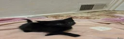 Mixed Breed cats for sale: 5 kittens and 1 cat in Wolverhampton - Advert 5
