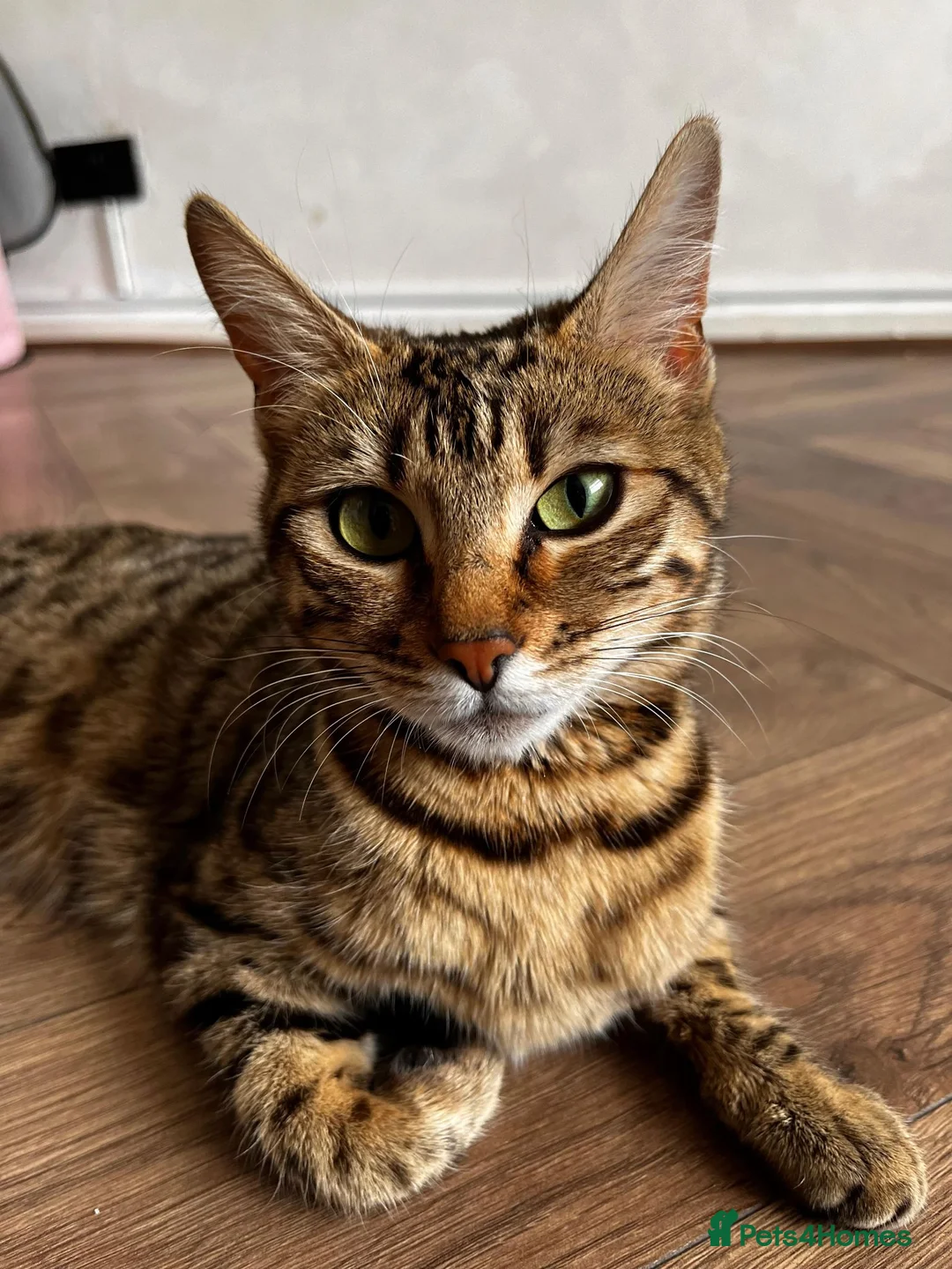 Bengal cats for sale: Beautiful Half Bengal Kittens - Ready Soon - Advert 2
