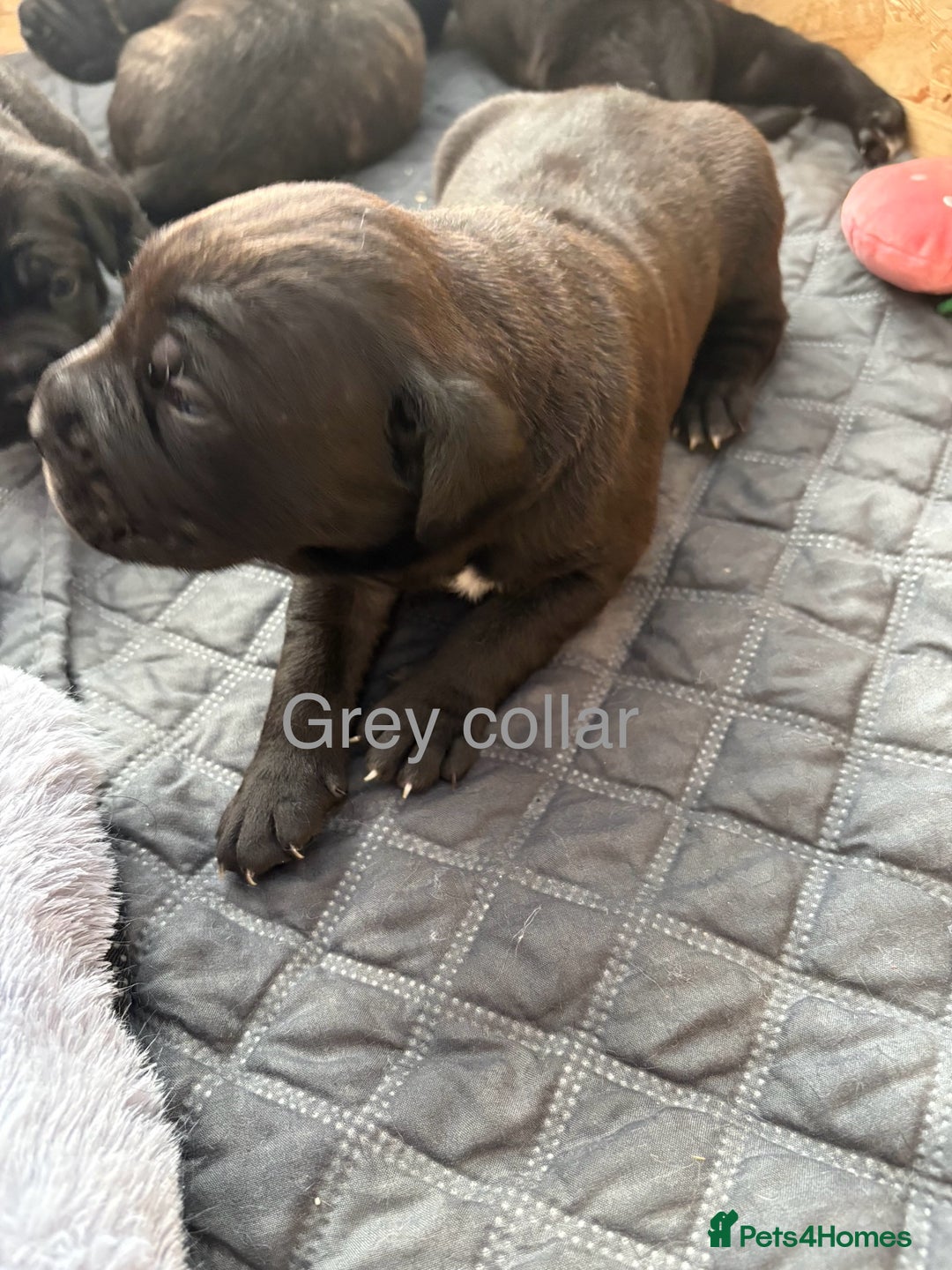 Mixed Breed dogs for sale: Cane Corso x boerboel  - Image 6