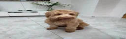 Labradoodle dogs for sale: Labradoodle in London - Advert 3
