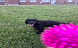 Cockapoo dogs for sale: *READY NOW* F1b Cockapoo Puppies  in Stockton-on-Tees - Image 11