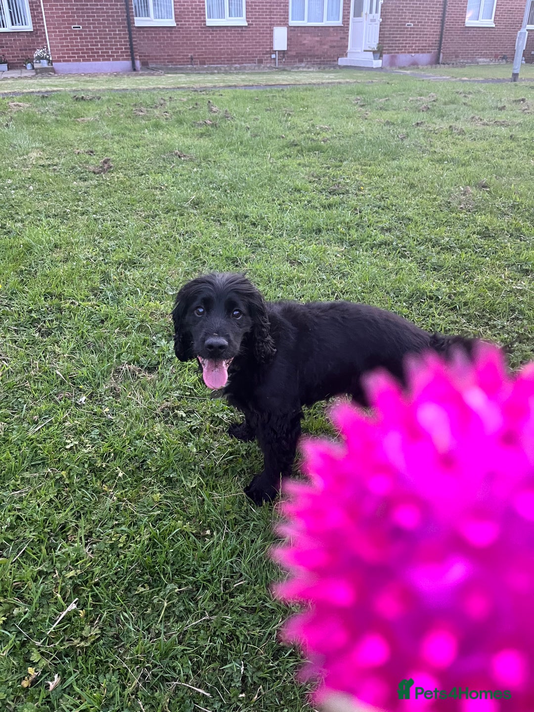 Cockapoo dogs for sale: *READY NOW* F1b Cockapoo Puppies  in Stockton-on-Tees - Image 11