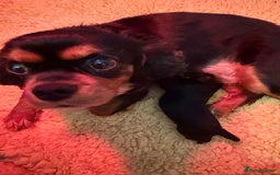 Cavapoo dogs for sale: F1 Beautiful Black Boy - Image 1