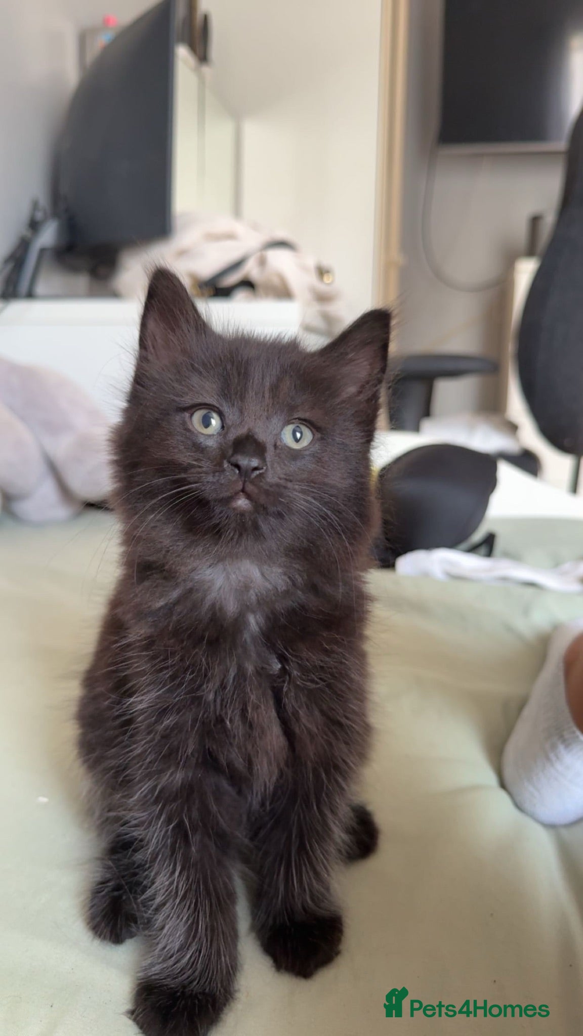 Mixed Breed cats 4x Kittens Ready For New Home - Advert 1