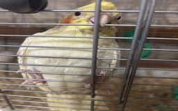Cockatiels birds for sale: Hand Rearer cockatiel   - Image 3